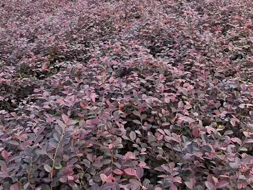   红花继木
