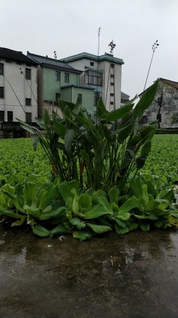 生态浮岛